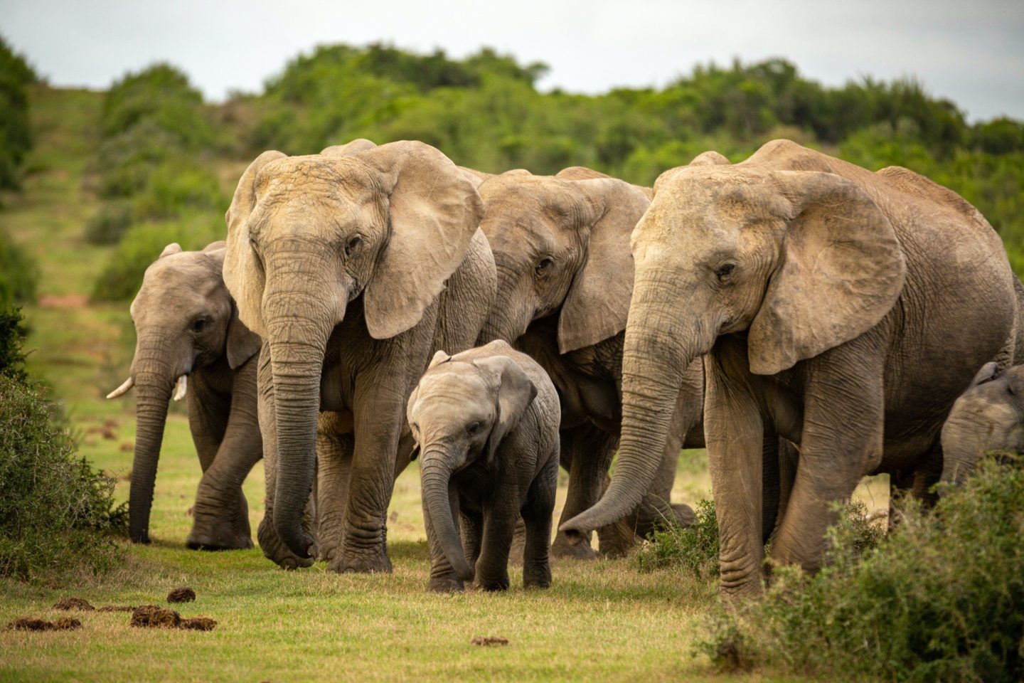 Elephant herd on a Safarinaama wildlife expedition