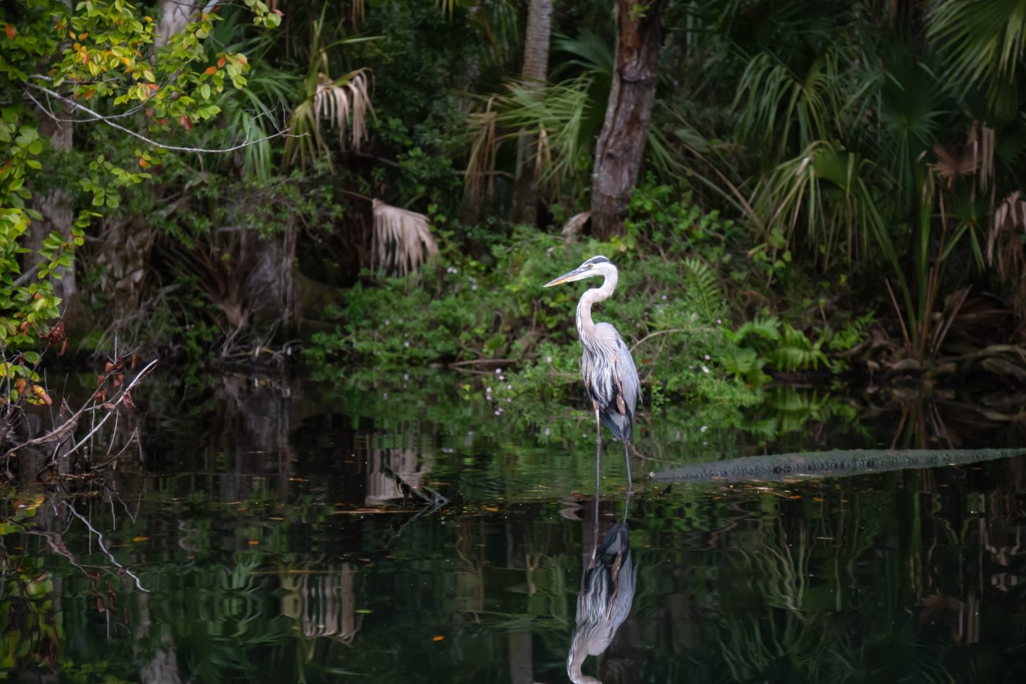 Blue heron during a Safarinaama birding experience